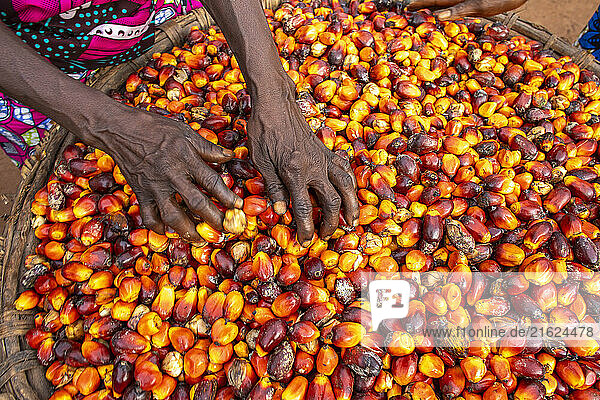 Villager with palm fruit harvest in Dokoue  Benin  West Africa  Africa