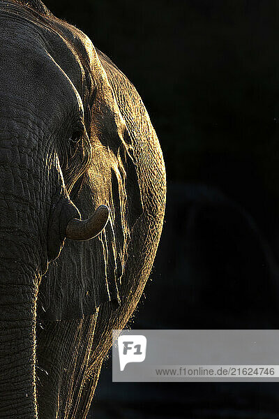 Elephant (Loxodonta africana)  Chobe National Park  Botswana  Africa