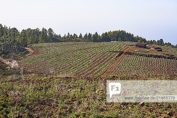 Ein neu angelegter Weinberg auf einer Anhöhe bei Punta Gorda. Hier musste  Baumheide  Ginster und Kanarenkiefern weichen. Vorne eine bereits vorbereitete Erweiterungsfläche.