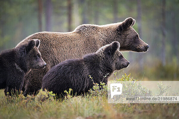European brown bear (Ursos arctos arctos) and cubs  Finland