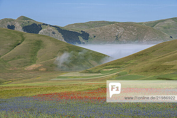 Poppies  cornflowers and wild mustard flowering during La Fioritura (The Flowering) on the Piano Grande (Great Plain)  Castelluccio  Umbria  Italy