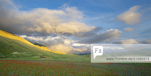 Poppies  cornflowers and wild mustard flowering during La Fioritura (The Flowering) on the Piano Grande (Great Plain)  Castelluccio  Umbria  Italy