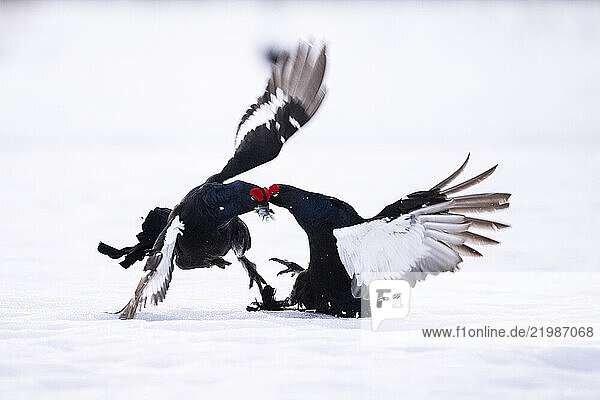 Male black grouse (Lyrurus tetrix) fighting on snow covered field  Finland
