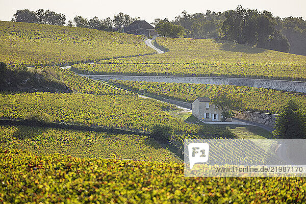 View over vineyards  Saint Emilion  Gironde Department  Nouvelle Aquitaine  France  Europe  Europe
