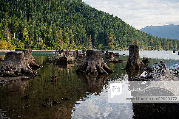 Tree stumps and logs in a tranquil lake surrounded by dense  lush green forested hillsides. Rattlesnake Lake  Puget Sound  WA  USA
