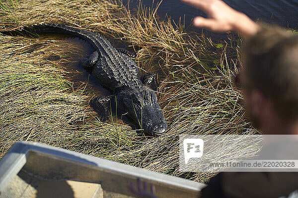 Alligator rests on grass by water as person gestures toward it on sunny day  Everglades  Florida  USA