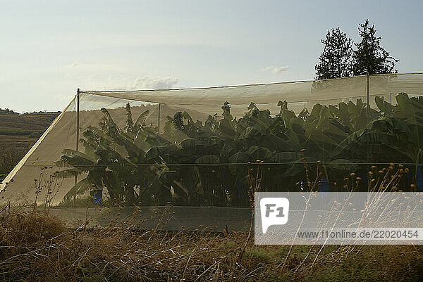 Banana plants growing inside a protective netting structure in a rural field setting. Israel