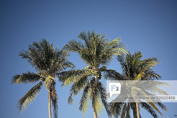 Three tall palm trees under a clear blue sky with bright sunlight  Florida Keys  USA