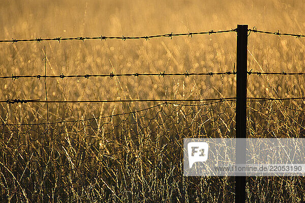 Barbed wire fence in grassy field