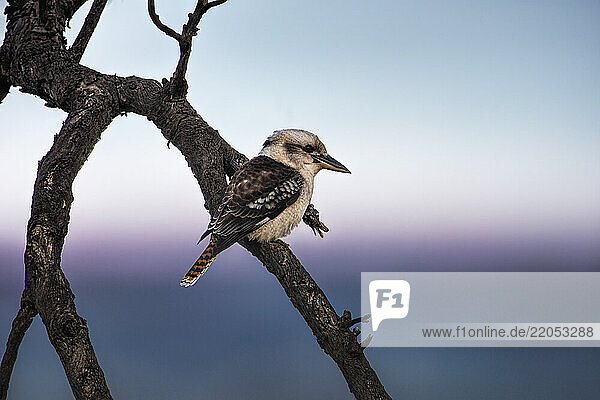 Laughing kookaburra (Dacelo novaeguineae) perching on bare tree branch