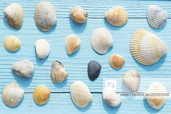 Overhead view of assortment of sea shells on blue wooden surface