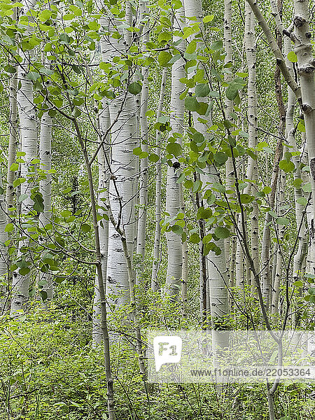 Aspen trees with fresh green leaves in forest