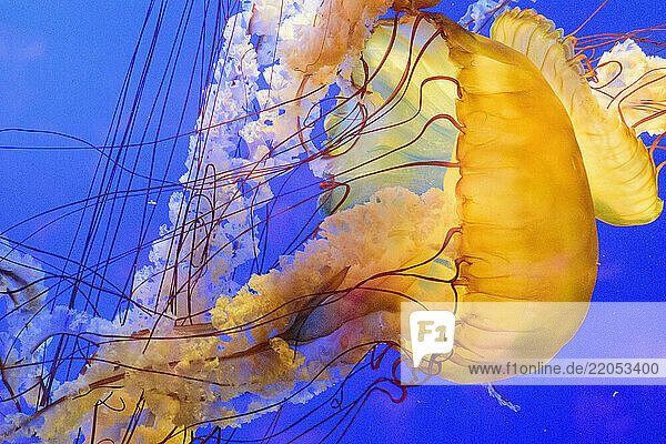 Yellow jellyfish swimming underwater in aquarium