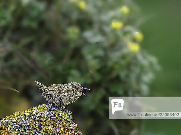 Northern house wren (Troglodytes aedon) on rock covered with lichen