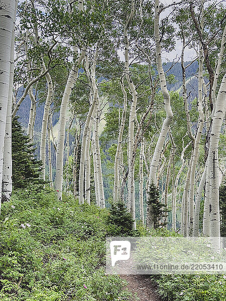 Footpath and Aspen trees with fresh green leaves in forest