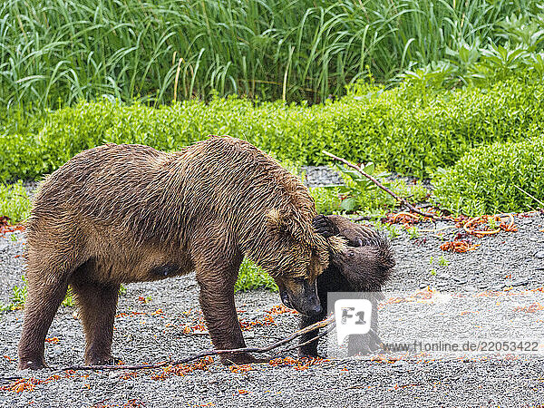 Brown bear adult with cub in meadow