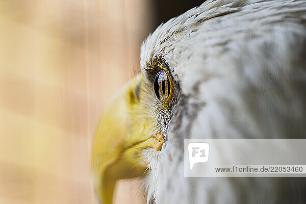 Close-up of head of Bald Eagle