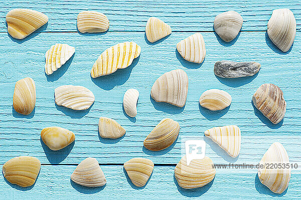 Overhead view of pieces of broken sea shells on blue wooden surface