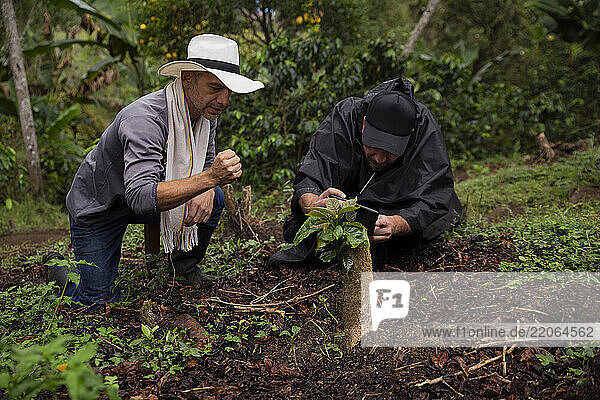 A farmer showing a tourist his organic coffee farm in Salento  Colombia