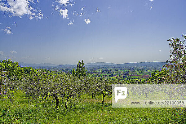 Landschaft  Olivenbäume