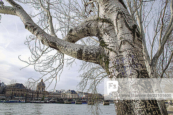 France  Paris  75  1er arrondissement  Port du Louvre  inscriptions dans l'écorce d'un peuplier d'Italie  déc 2024.