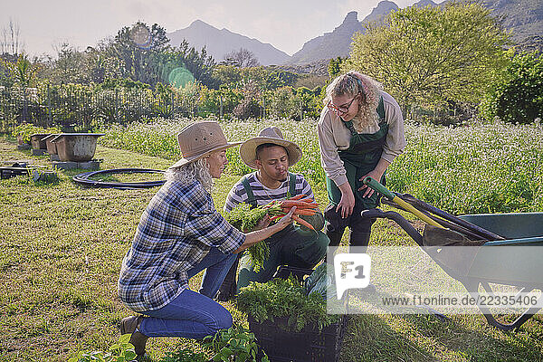 Group of farmers picking vegetables in garden