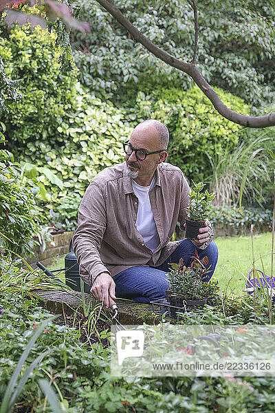 Mature man planting in garden