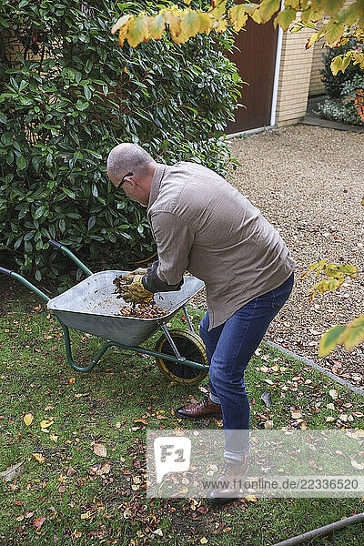 Mature man cleaning dry leaves in garden at autumn