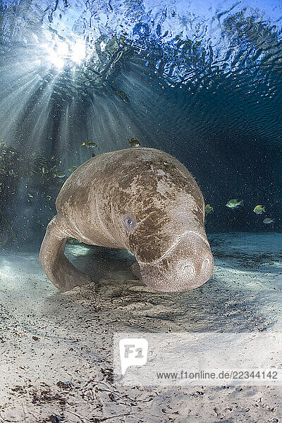 Endangered Florida Manatee (Trichechus manatus latirostris) at Three Sisters Spring in Crystal River  Florida  USA. The Florida Manatee is a subspecies of the West Indian Manatee; Crystal River  Florida  United States of America