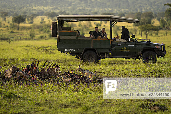 Tourists in safari vehicle watch jackals (Canis mesomelas) on carcase in Maasai Mara National Reserve; Narok  Masai Mara  Kenya