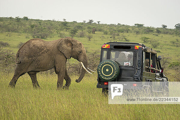 African bush elephant (Loxodonta africana) passes jeep in savannah in Maasai Mara National Reserve; Narok  Masai Mara  Kenya