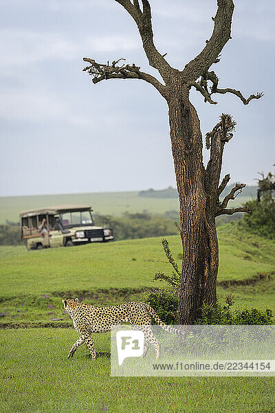 Female cheetah (Acinonyx jubatus) walks past tree watching jeep in Maasai Mara National Reserve; Narok  Masai Mara  Kenya