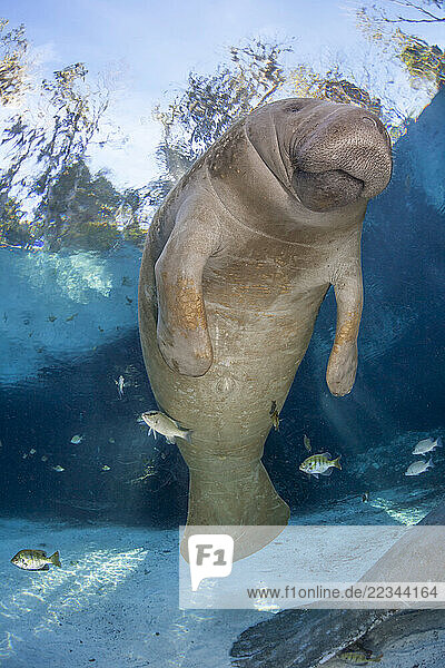 Endangered Florida Manatee (Trichechus manatus latirostris) at Three Sisters Spring in Crystal River  Florida  USA. The Florida Manatee is a subspecies of the West Indian Manatee; Crystal River  Florida  United States of America