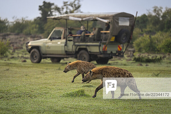 Spotted hyenas (Crocuta crocuta) walk in step past safari vehicle in Maasai Mara National Reserve; Narok  Masai Mara  Kenya