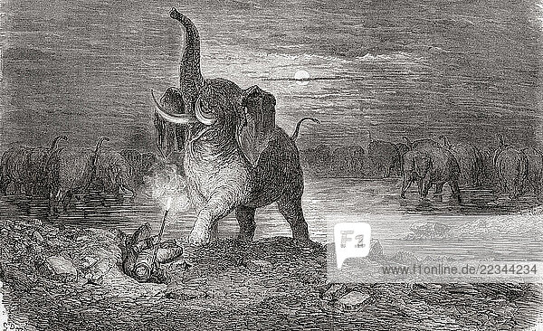 A hunter surprised by an elephant  seen during Charles John Andersson s expedition to South Africa  1850 - 1860. After an engraving by Gustave Doré. From Le Tour du Monde  published Paris  1860.