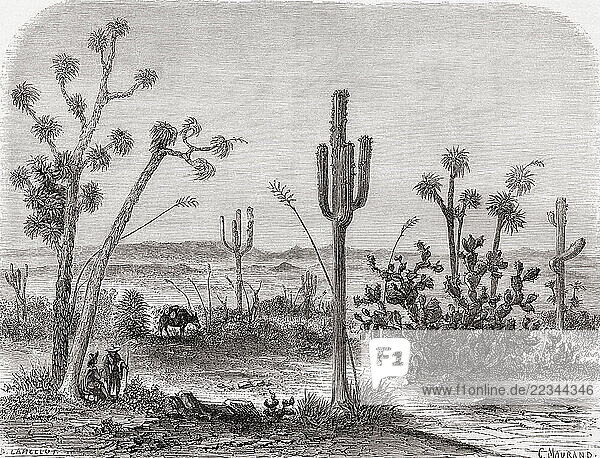 A saguaro  Carnegiea gigantea  seen during the expedition of Balduin Möllhausen to America  1853 -1854. From Le Tour du Monde  published Paris  1860.