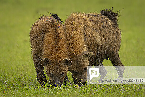 Two spotted hyenas (Crocuta crocuta) stand sniffing grass together in Maasai Mara National Reserve; Narok  Masai Mara  Kenya