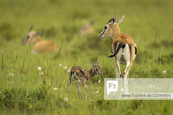 Thomson s gazelle (Eudorcas thomsonii) stands with newborn near others in Maasai Mara National Reserve; Narok  Masai Mara  Kenya
