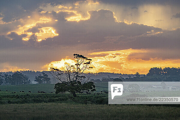 Golden sunlight dramatically illuminates the cloudy sky over lush countryside in North East Tasmania; Winnaleah  Tasmania  Australia