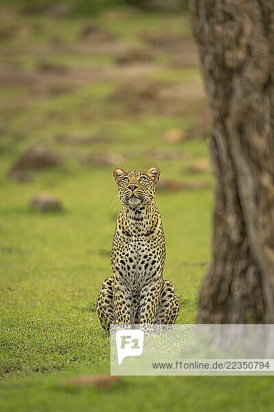 Female leopard (Panthera pardus) sits by tree looking up in Maasai Mara National Reserve; Narok  Masai Mara  Kenya