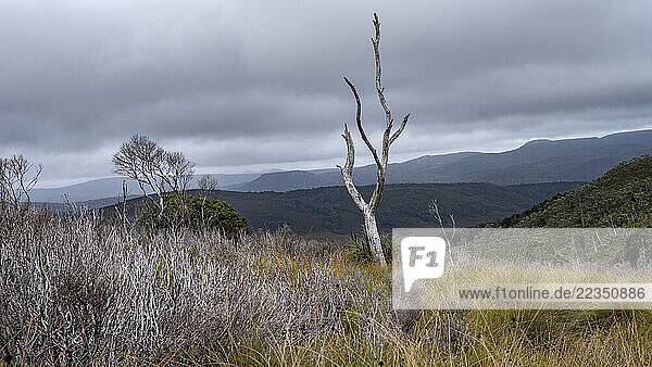 View from Black Bluff Lookout and Cradle Mountain 930M lookout point in Tasmania; Middlesex  Tasmania  Australia