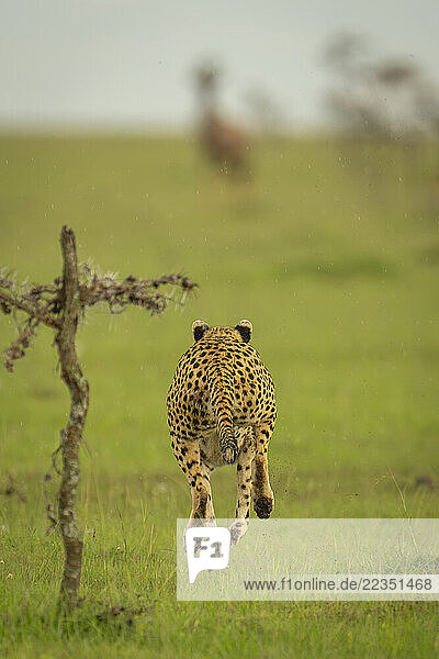 Female Cheetah (Acinonyx jubatus) sprints past thornbush towards Topi (Damaliscus lunatus jimela) in Maasai Mara National Reserve; Narok  Masai Mara  Kenya