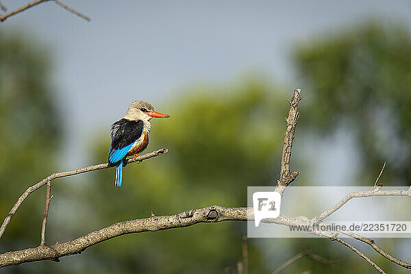 Grey-headed kingfisher (Halcyon leucocephala) in profile on bare branch in Maasai Mara National Reserve; Narok  Masai Mara  Kenya
