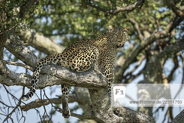 Female Leopard (Panthera pardus) sits in tree watching camera in Maasai Mara National Reserve; Narok  Masai Mara  Kenya