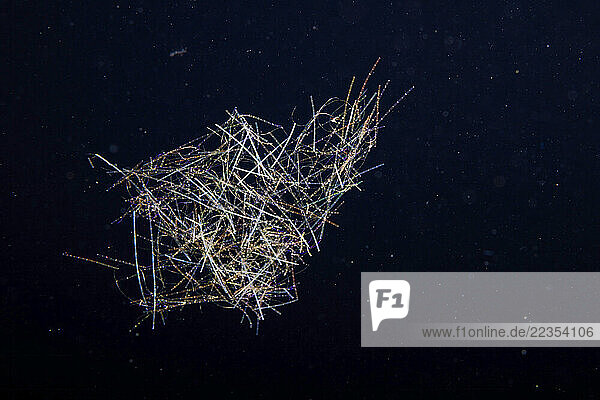 Blue-green pelagic cyanobacteria (Trichodesmium sp.)  is also known as cyanophyta and sea sawdust . Cyanobacteria are bacteria that obtain their energy through photosynthesis. Trichodesmium cyanobacteria are filamentous diazotrophs  able to fix atmospheric nitrogen. This image was captured at night with the bottom 3000+ feet below  several miles off the island of Guam  Micronesia around the Mariana Islands in the Philippine Sea; Guam  Micronesia