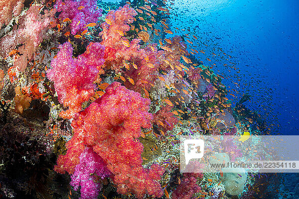 Alconarian and schooling anthias dominate this vibrant and colourful Fijian reef scene; Fiji