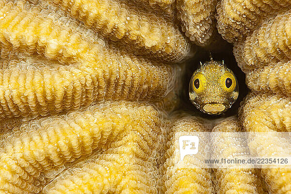 Spinyhead Blenny  Acanthemblemaria spinosa  peeking out from hard coral; Bonaire  Caribbean Netherlands