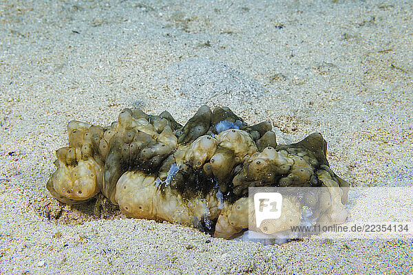 Mottled sea cucumber (Stichopus horrens) is also known as the dragonfish sea cucumber; Guam  Micronesia