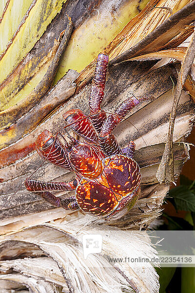Coconut crab (Birgus latro) is the largest of the hermit crab family reaching as much as six pounds. The young inhabit the traditional shell home  but as adults they tuck their hardened abdomen under the carapace; Guam  Micronesia