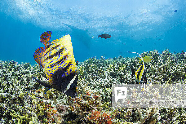 Six-banded Angelfish (Holacanthus sexstriatus)  Moorish idol (Zanclus cornutus) and Reef manta ray (Mobula alfredi) over hard coral off the island of Yap  Micronesia. This species was previously Manta alfredi; Yap  Micronesia